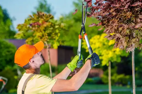tree services United States